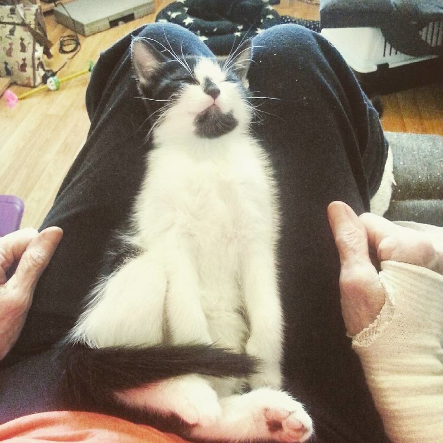 Can't Adopt? Foster! Can't Adopt? Foster!