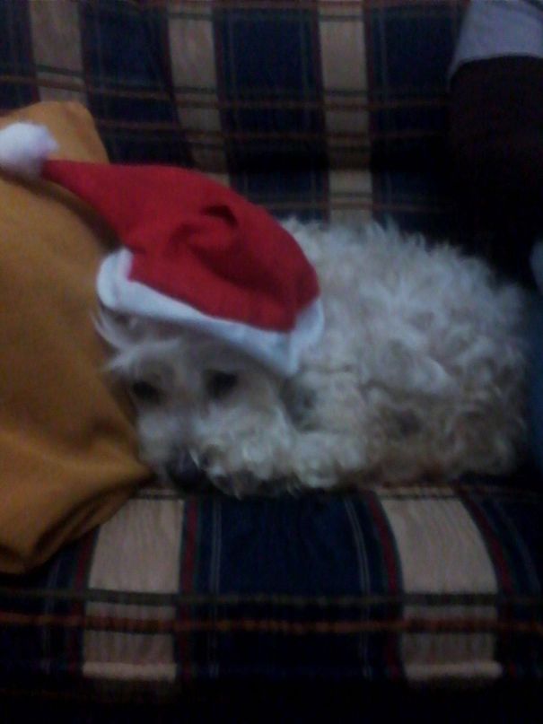 Pitty, The Santa Little Helper !