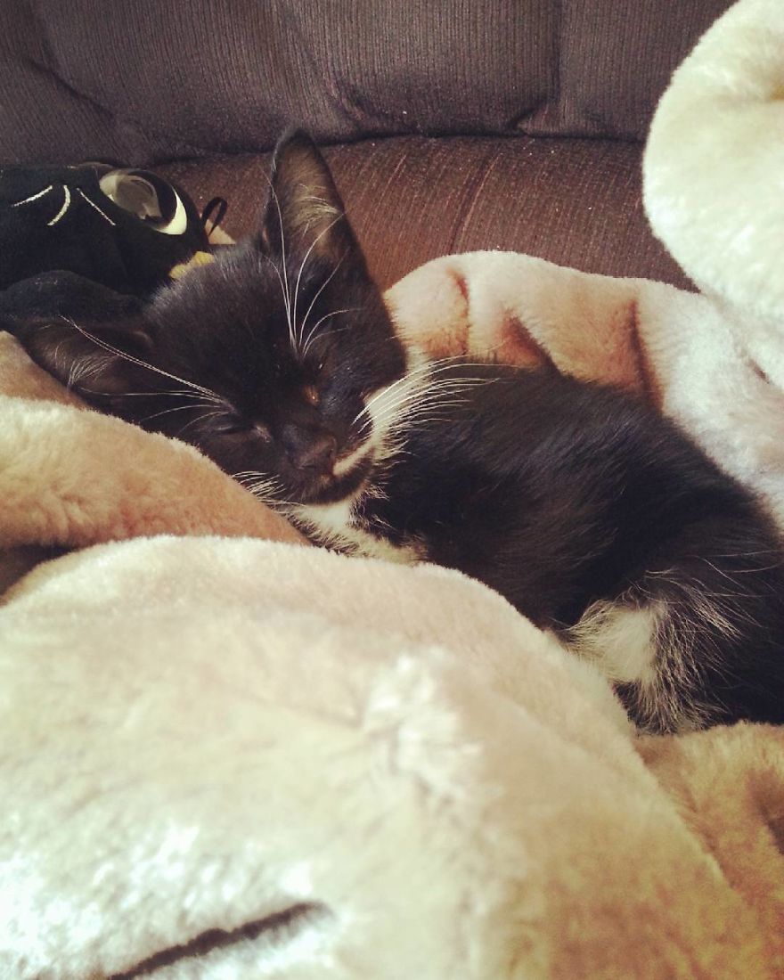 Can't Adopt? Foster! Can't Adopt? Foster!