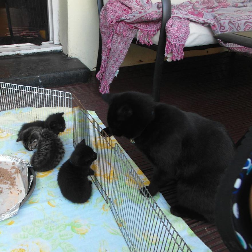 Can't Adopt? Foster! Can't Adopt? Foster!