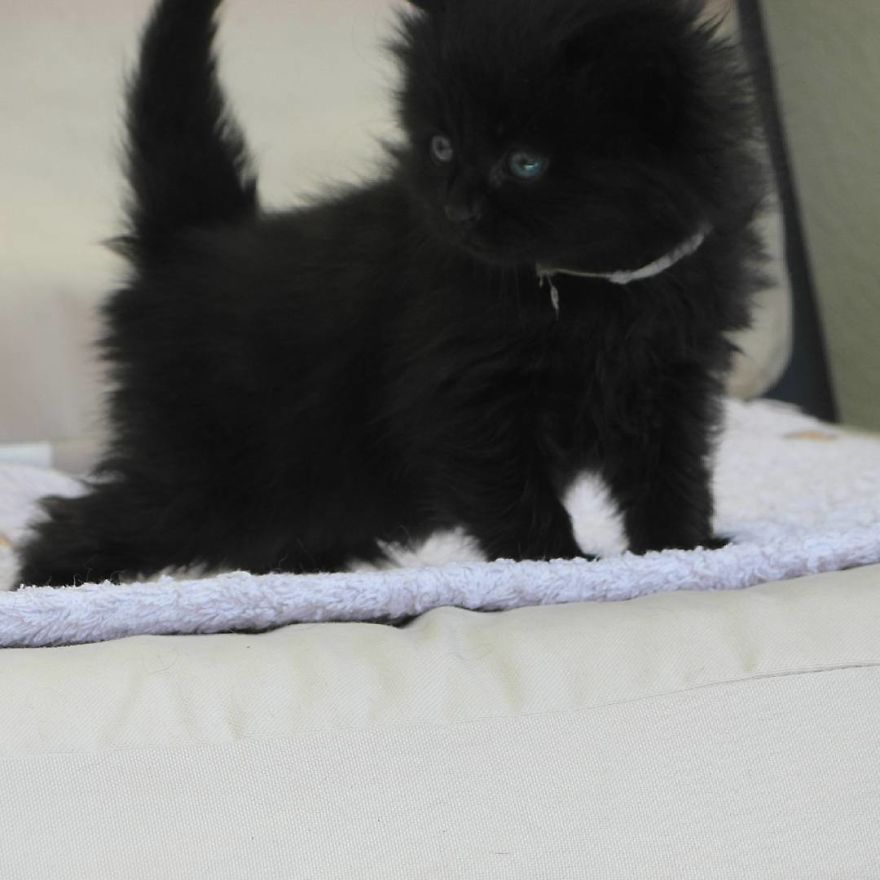 Can't Adopt? Foster! Can't Adopt? Foster!