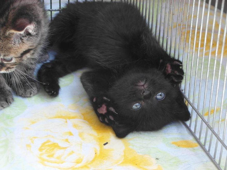 Can't Adopt? Foster! Can't Adopt? Foster!
