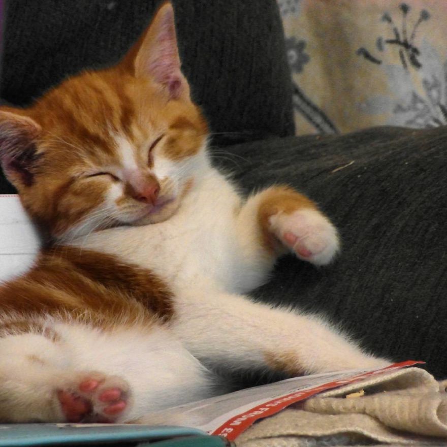 Can't Adopt? Foster! Can't Adopt? Foster!