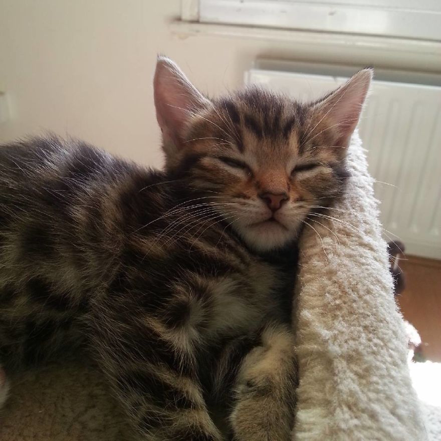 Can't Adopt? Foster! Can't Adopt? Foster!