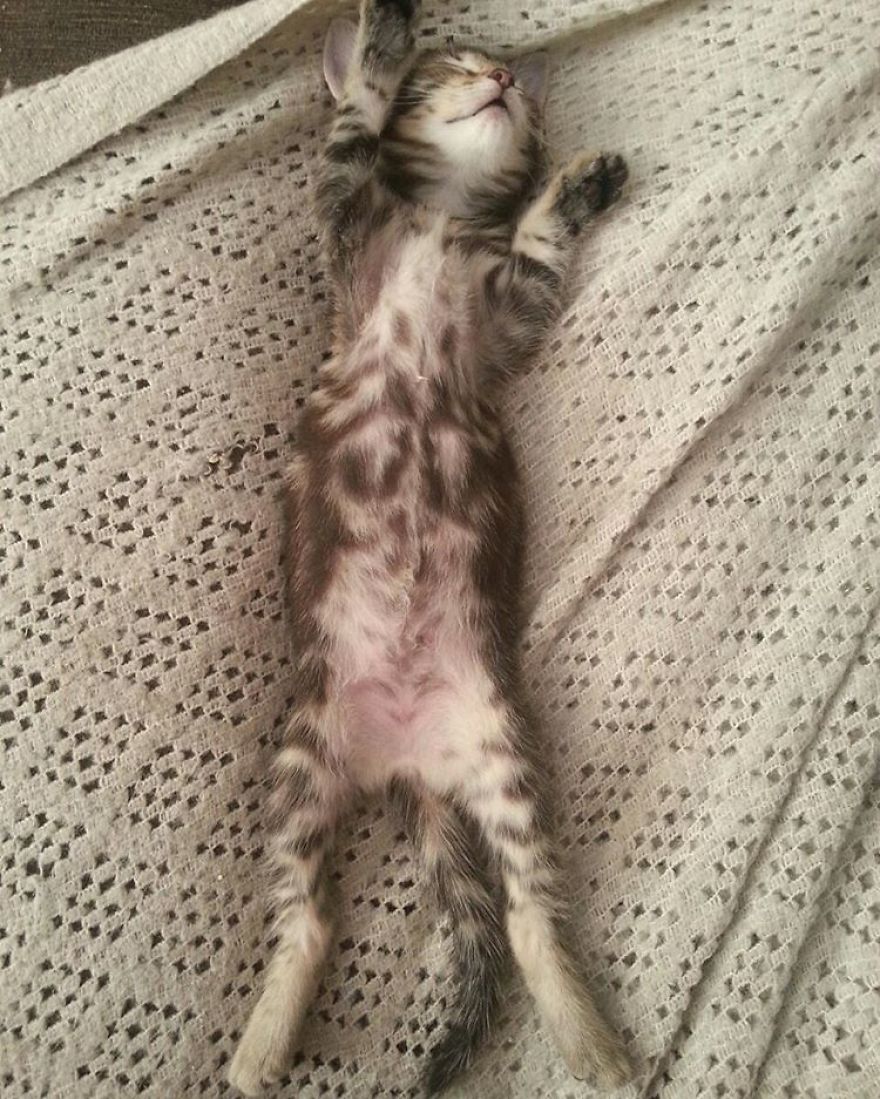 Can't Adopt? Foster! Can't Adopt? Foster!