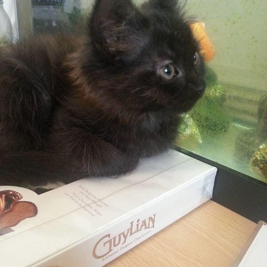 Can't Adopt? Foster! Can't Adopt? Foster!