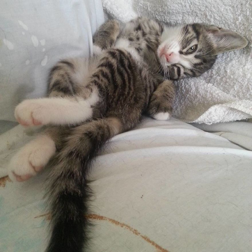 Can't Adopt? Foster! Can't Adopt? Foster!