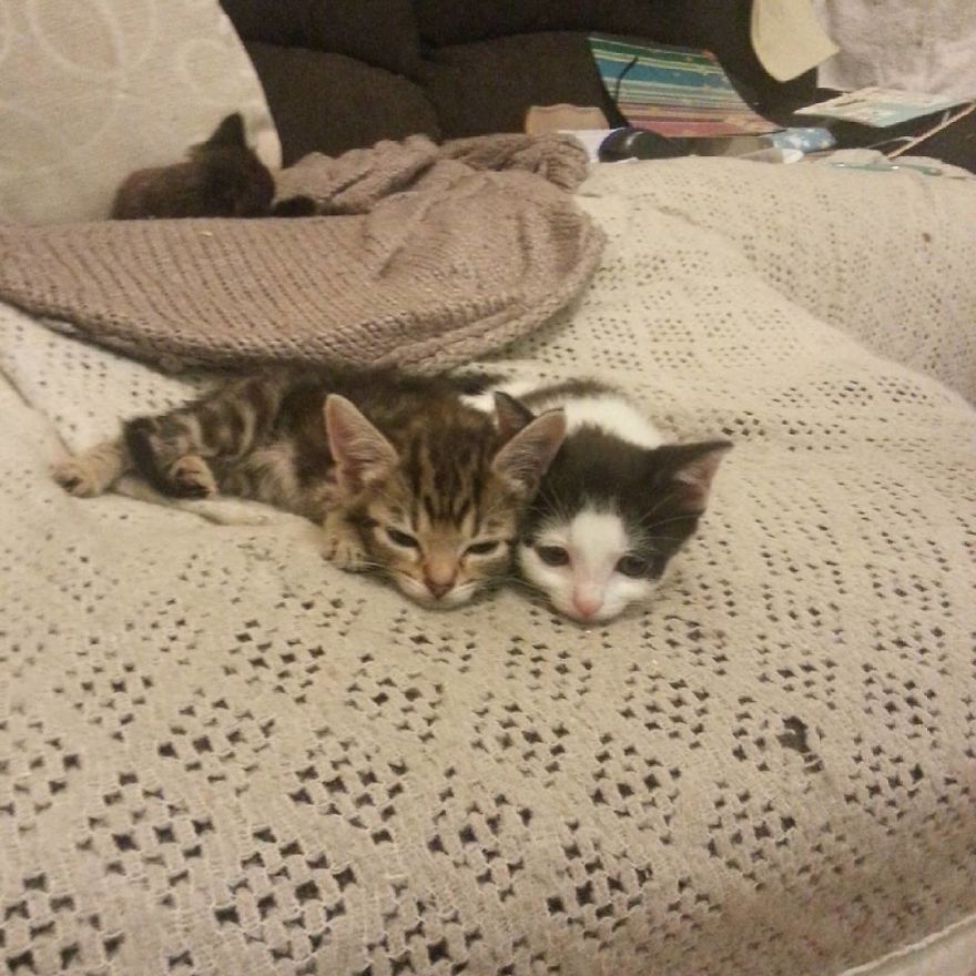 Can't Adopt? Foster! Can't Adopt? Foster!