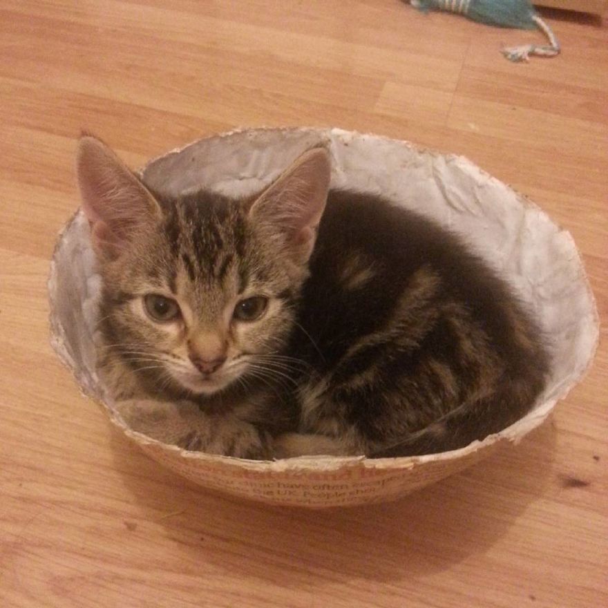 Can't Adopt? Foster! Can't Adopt? Foster!