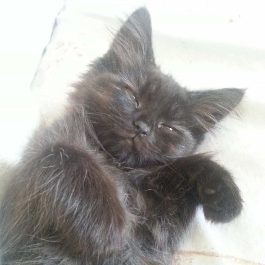 Can't Adopt? Foster! Can't Adopt? Foster!