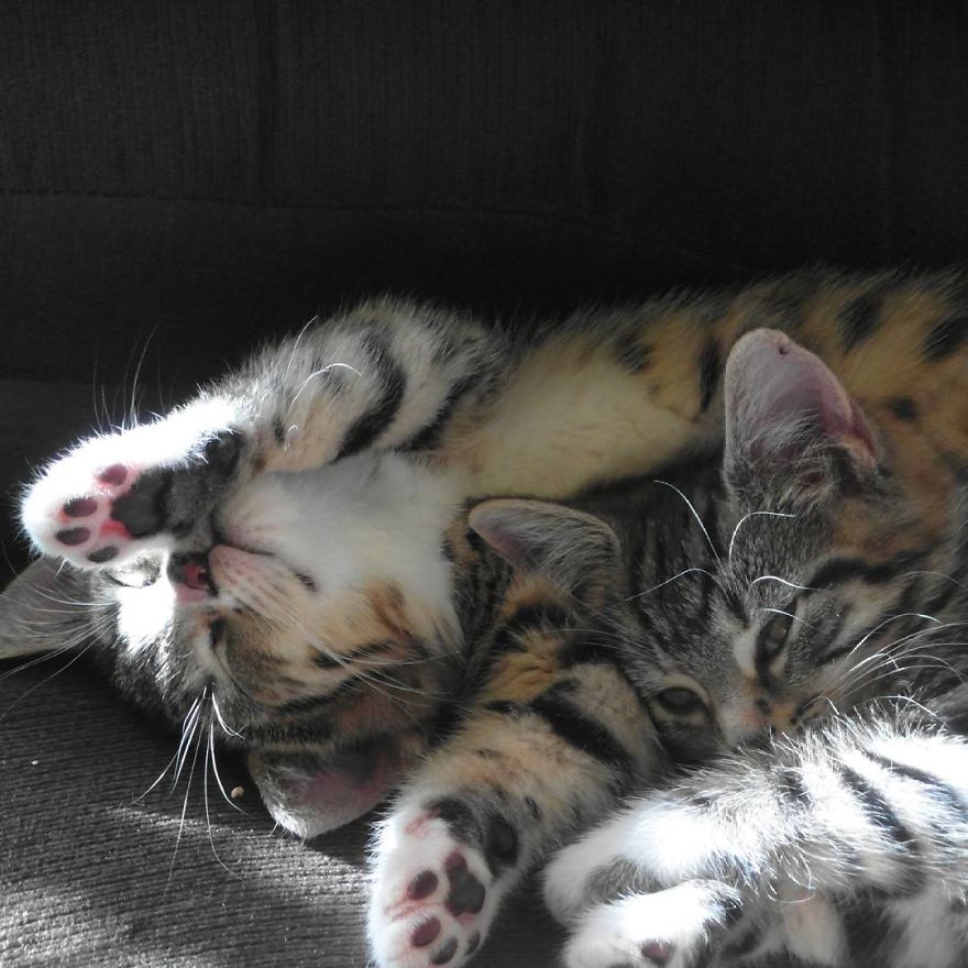 Can't Adopt? Foster! Can't Adopt? Foster!