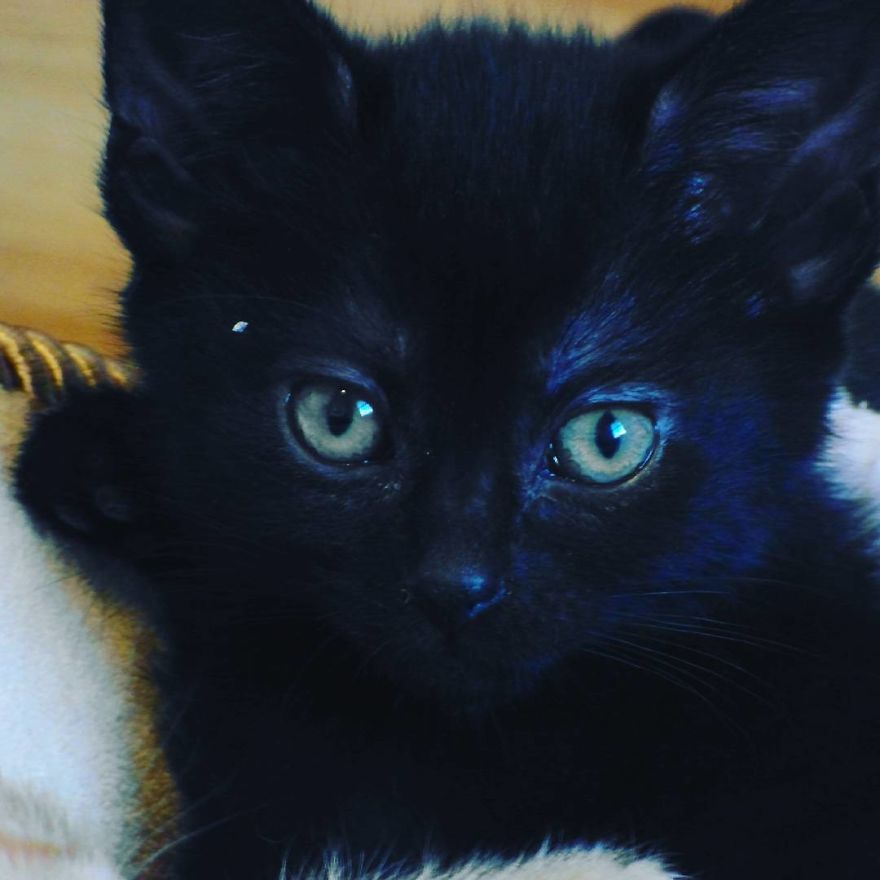 Can't Adopt? Foster! Can't Adopt? Foster!