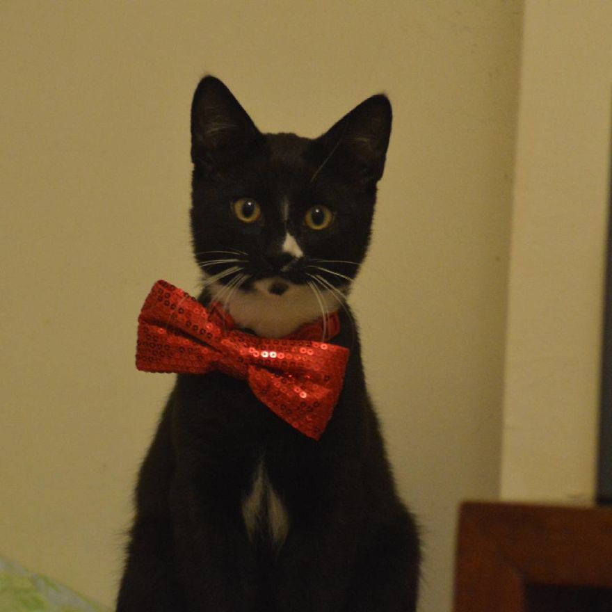 Can't Adopt? Foster! Can't Adopt? Foster!