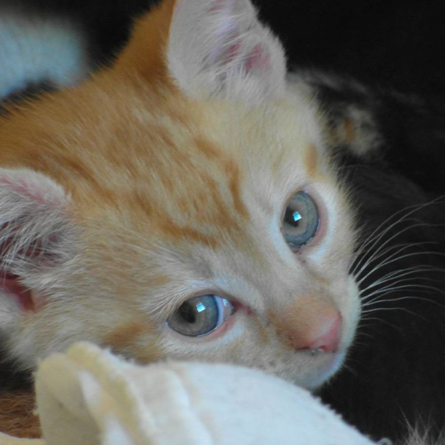 Can't Adopt? Foster! Can't Adopt? Foster!