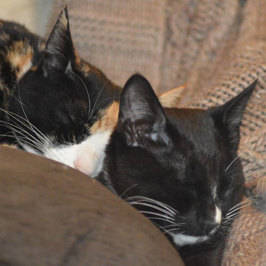 Can't Adopt? Foster! Can't Adopt? Foster!