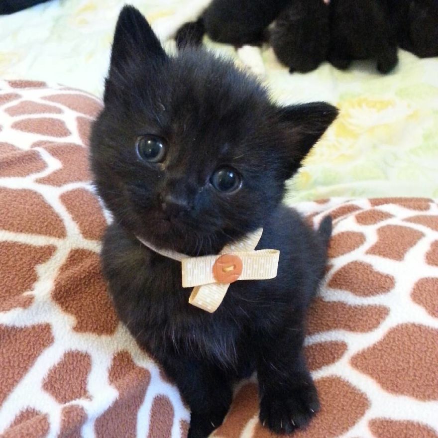 Can't Adopt? Foster! Can't Adopt? Foster!