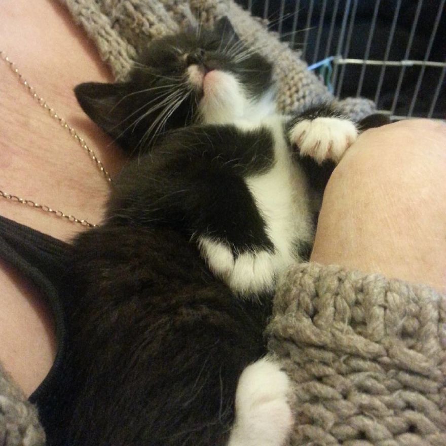 Can't Adopt? Foster! Can't Adopt? Foster!