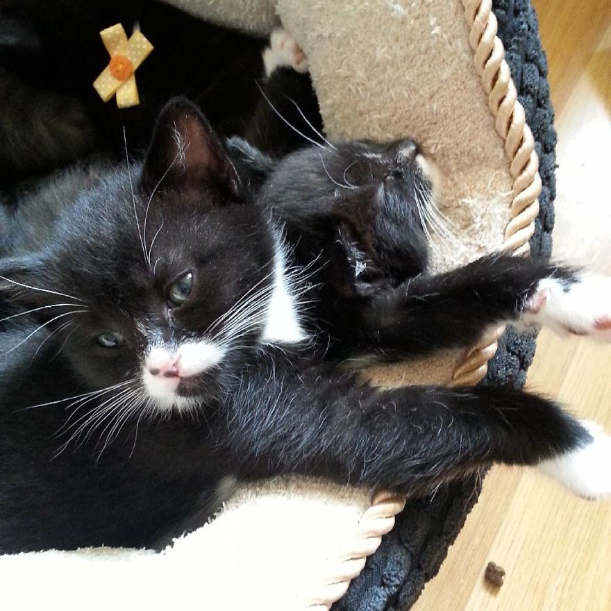 Can't Adopt? Foster! Can't Adopt? Foster!
