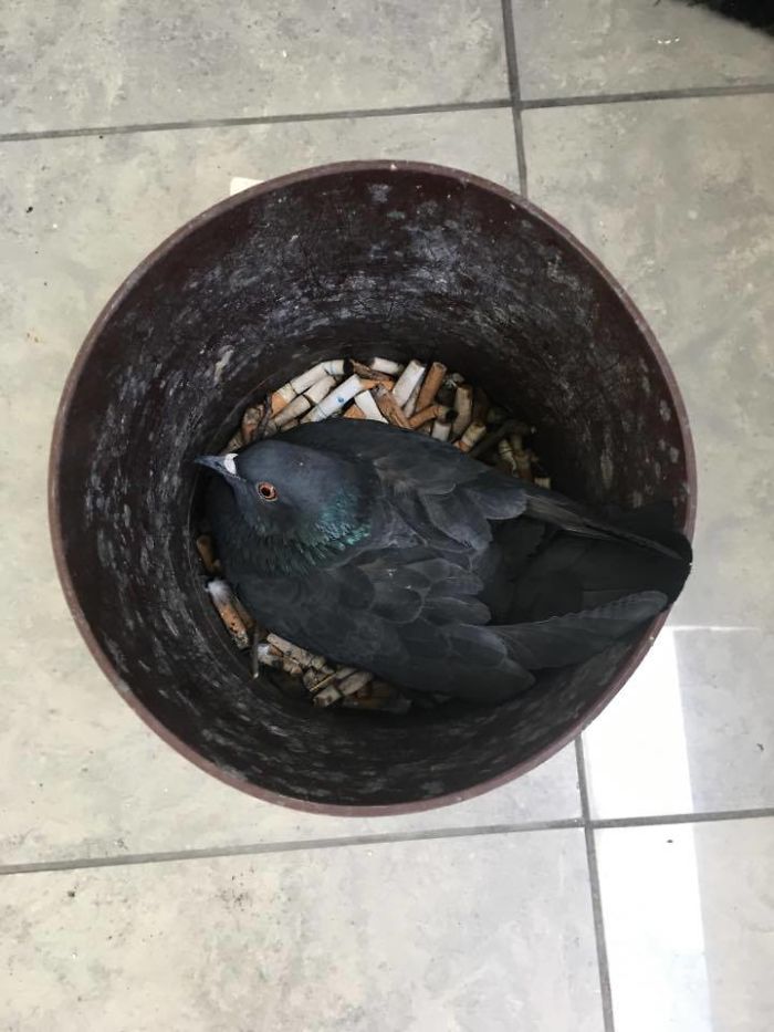 Pigeon Found The Best Place For Laying Eggs