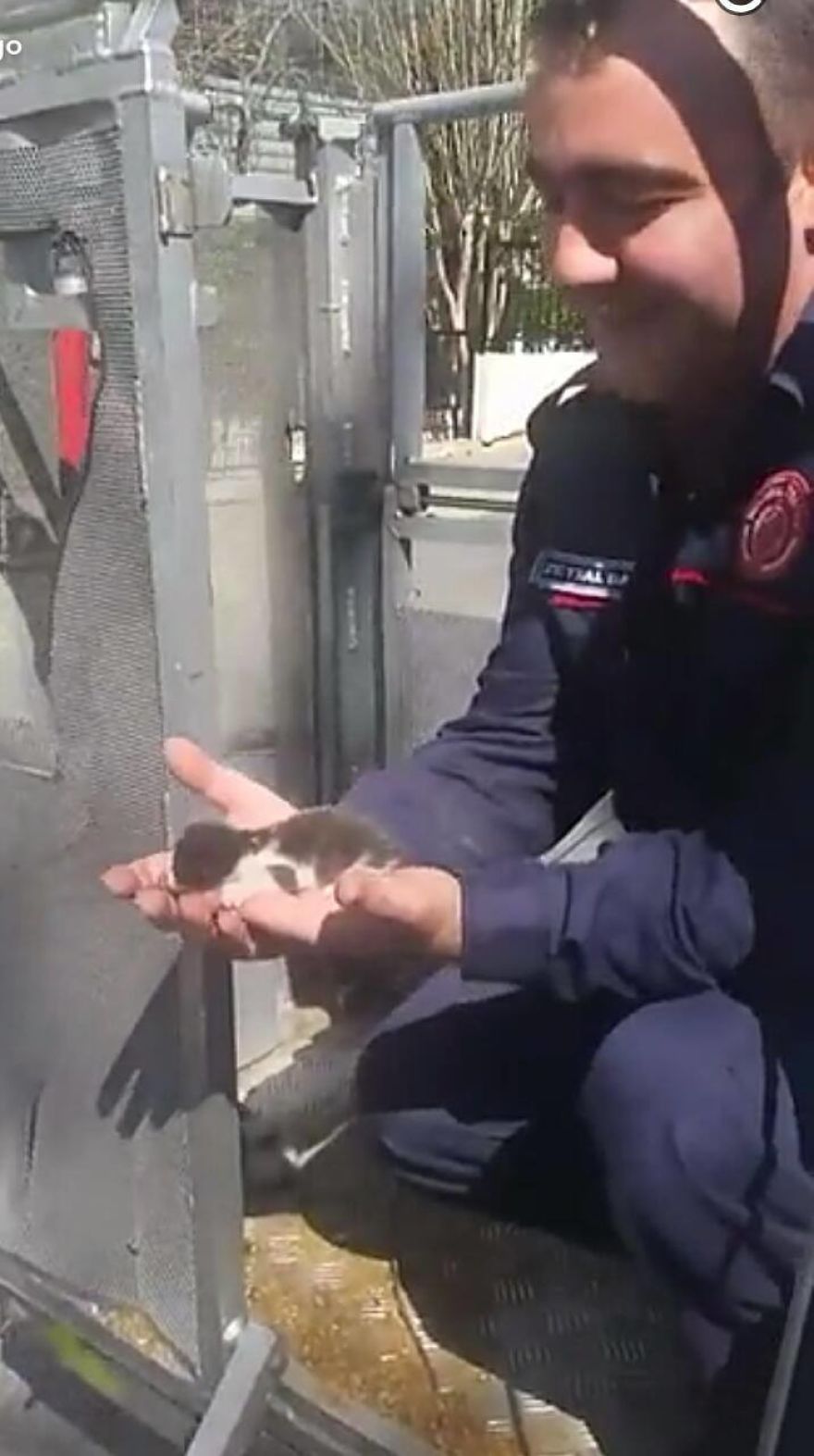 Rescued Kittens From Bird's Nest