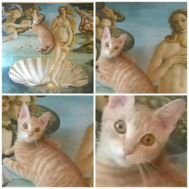 My Cat Was Actually The Real Inspiration Of The Birth Of Venus By Botticelli ... My Cat's Name Is Athena... Just The Usual Dramatic Irony Of A Cat Life =))