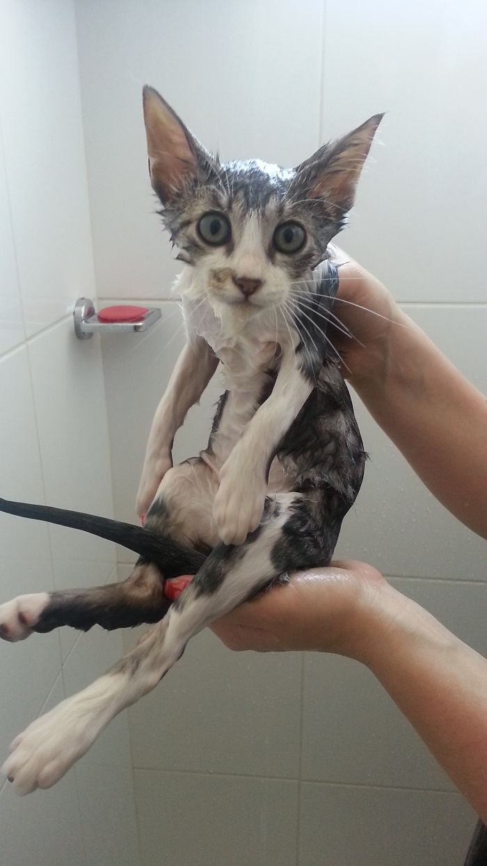 Puma's Cat Bath