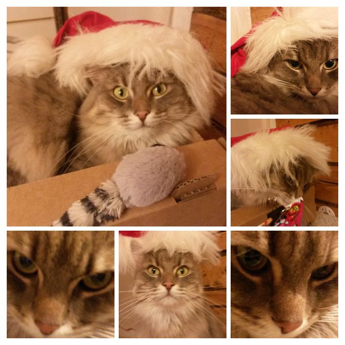 There Is No Santa? Where Did These Treats And Toys Come From Then? And Why Am I In This Hat?