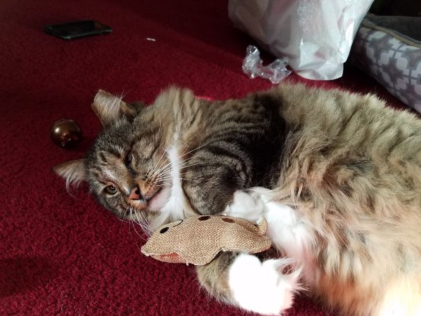 This Was At Christmas. We Got Him Lots Of Catnip Toys. I Think He's Wondering If He'll Ever Be This Happy Again.