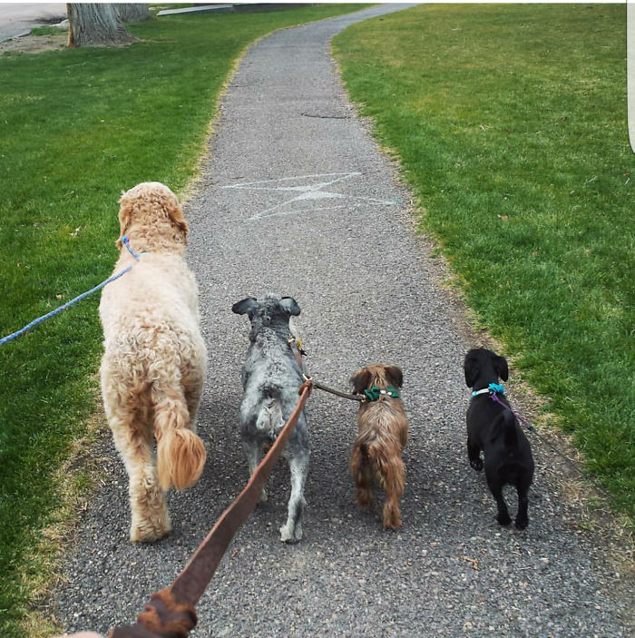 Family Vacation! Brought Our Pack, But Not Enough Leashes!