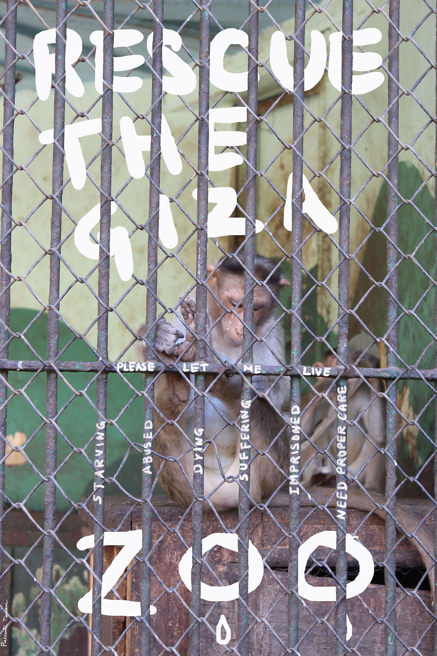 Rescue The Giza Zoo!