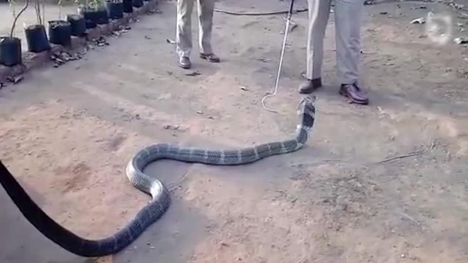 Desperately Thirsty Massive Cobra Is Given A Water Bottle