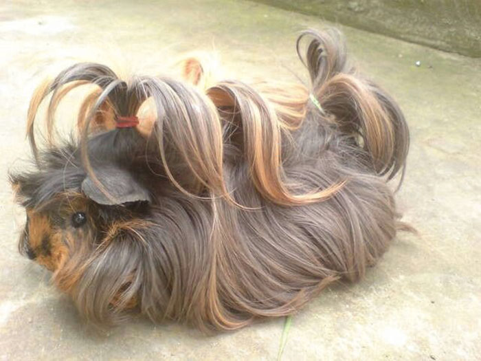 Long-haired-guinea-pigs