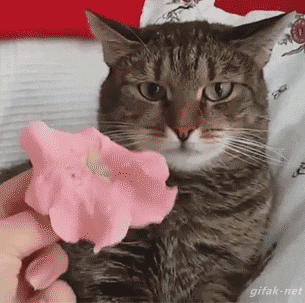 When You Put A Flower On Your Cats Head...