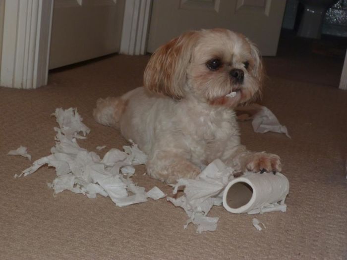 Cookie Took Exception To The Toilet Roll....