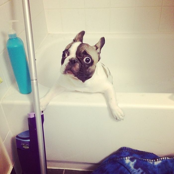 My Dog's Expression Before Bath