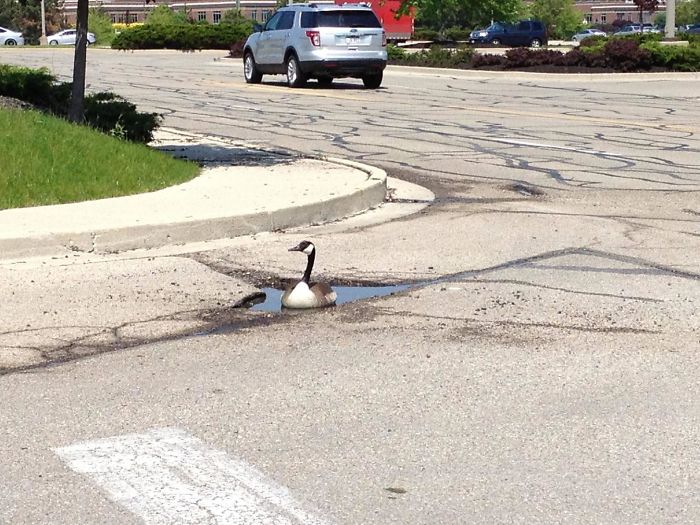 F*cks Given Level: Goose