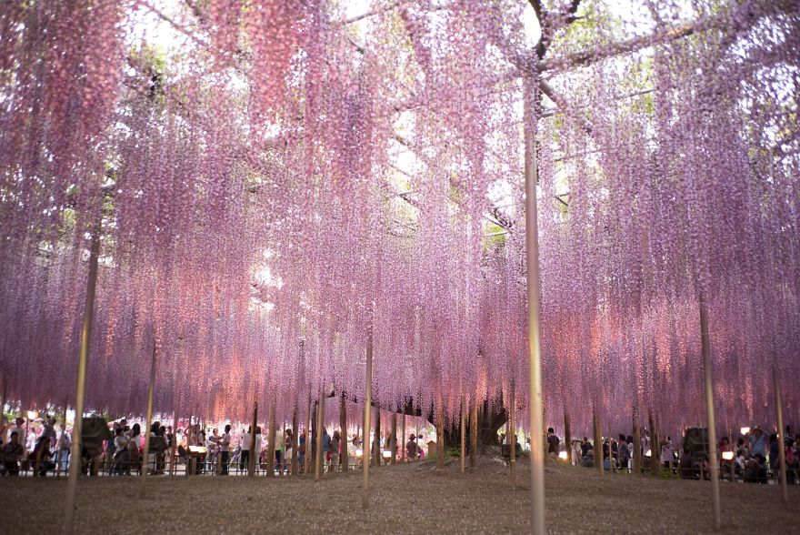 Tochigi-wisteria-festival-japan