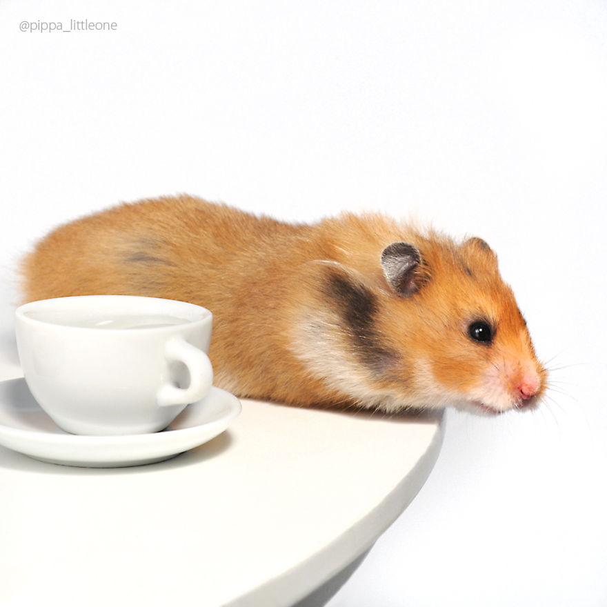 Why We Love Our Corporate Hamster
