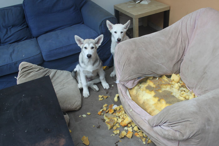 My Pup And His Brother, Their Second Mess. Couch Exploded