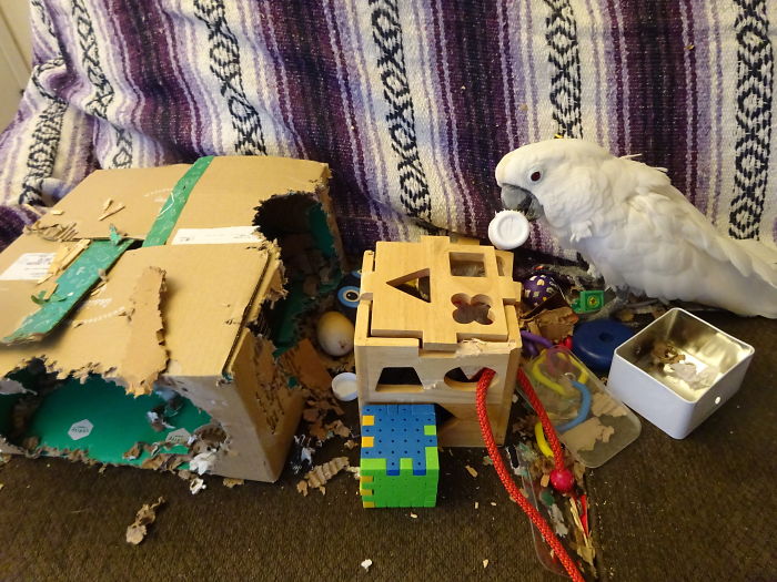 Cockatoo Couch Mess