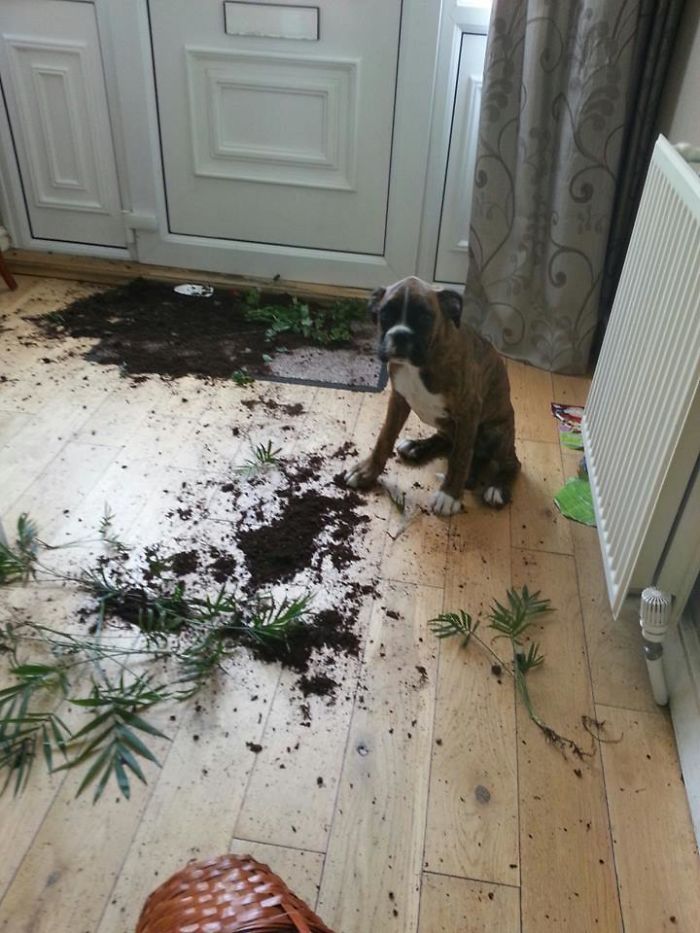 Friend Came Home To This Today. One Guilty Dog