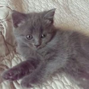 simone_hoferchuszka avatar