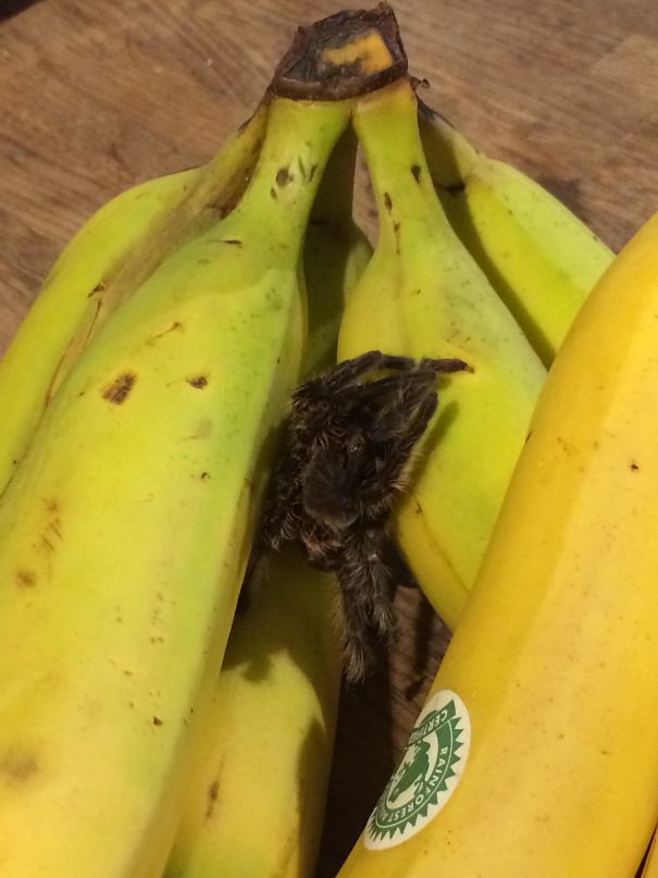 I Asked The Kind Lady At The Pet Shop For A Shed Tarantula Skin, To Put Amongst The Bananas To Scare My Husband