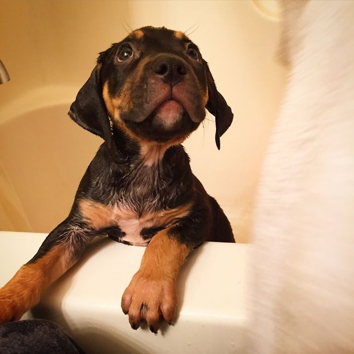 Roscoe's First Bath