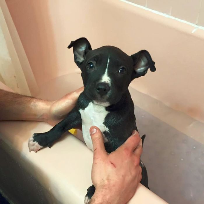 My Little Rescue Puppy, Kylo, Gets His First Bath