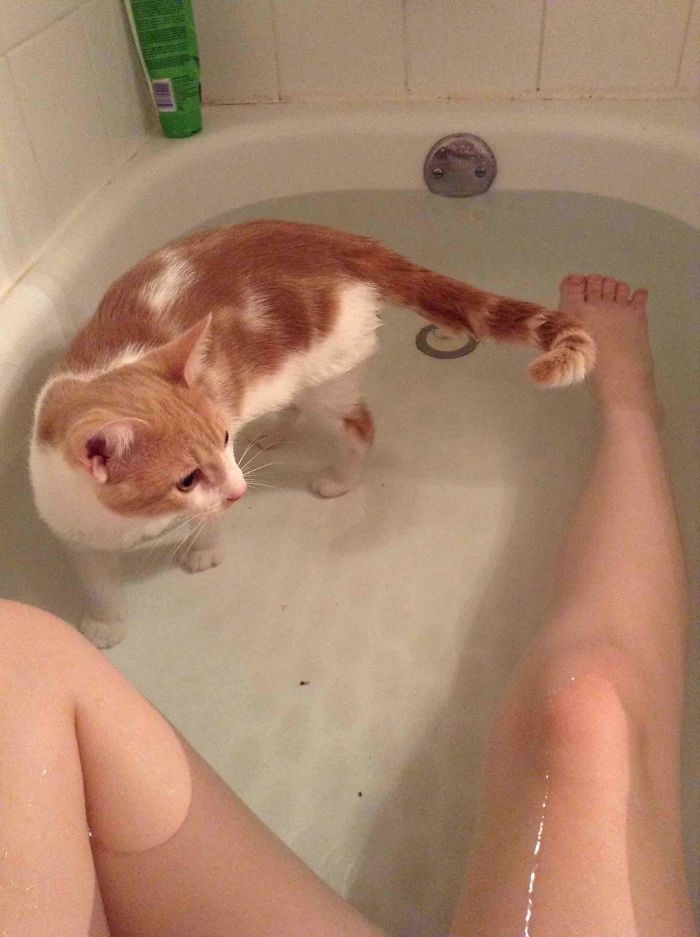 My Cat Likes To Take Baths With Me