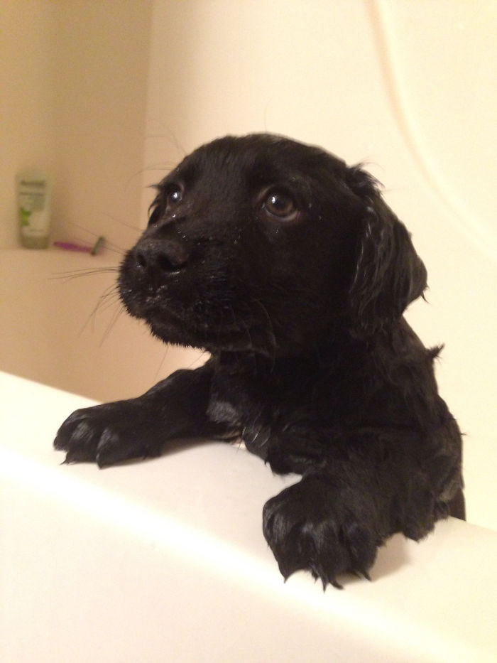 SO And I Got To Take Care Of A Two Puppies For A Few Weeks. Bear, Wasn't The Biggest Fan Of Bath Time