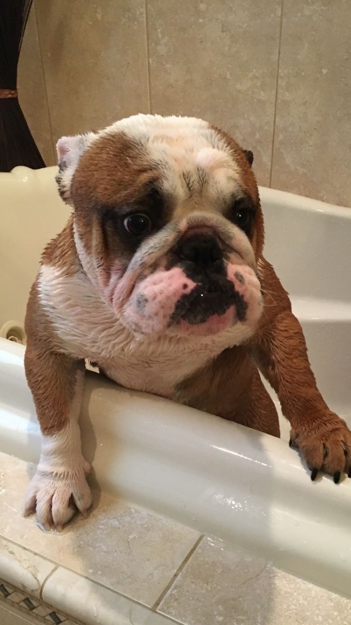 Hank Was Genuinely Fearing For His Life After His First Bath