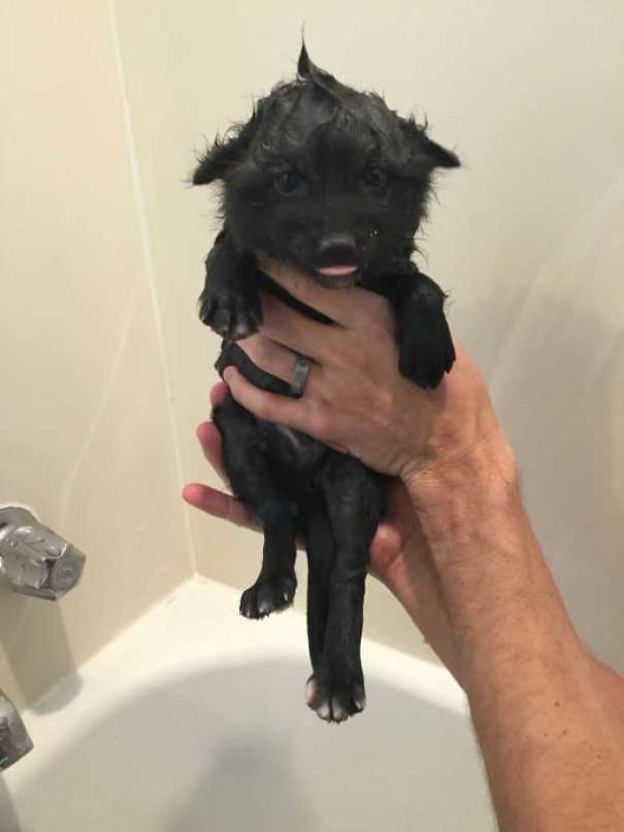 Adorable Baby Fox Gets A Bath
