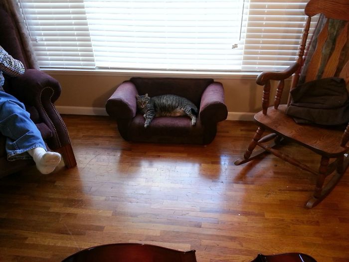 Tras beber compramos un sofá para el gato, pero resulta que le gusta